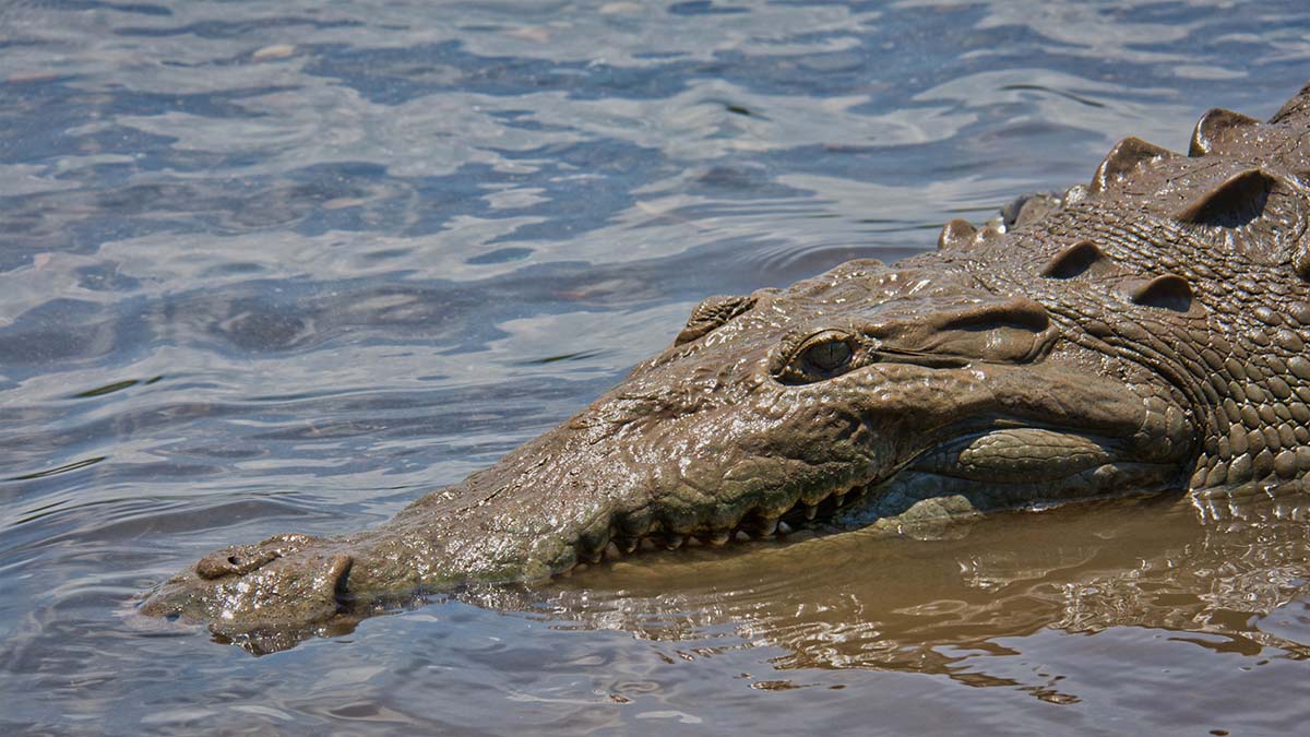 Tarcoles River Crocodile Tour Costa Rica